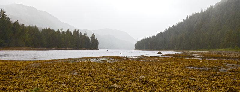 Low Tide Seaweed.jpg